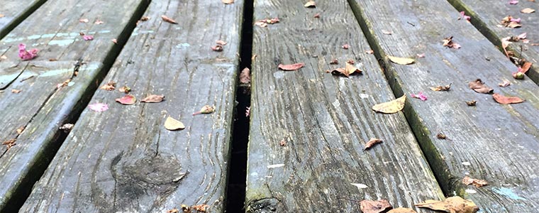 dont underestimate mould on your decking