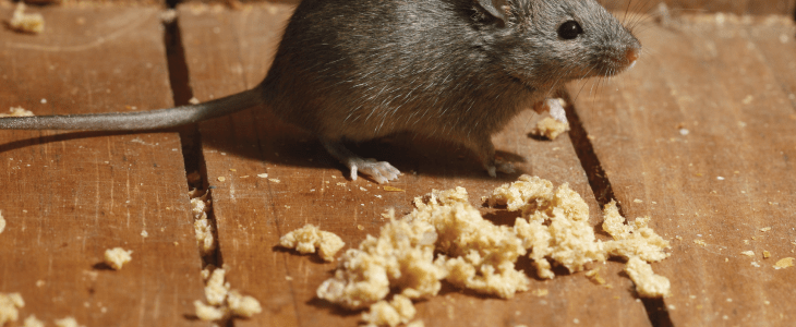 mouse on decking